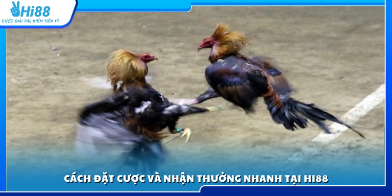 Quy trình tham gia đặt kèo và nhận thưởng siêu tốc ở Hi88